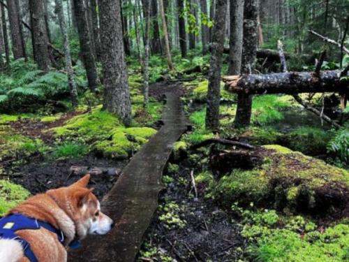 Dog hiking 