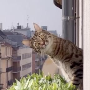 Film still from CatVideoFest 2025. (Photo courtesy Strand Theatre)