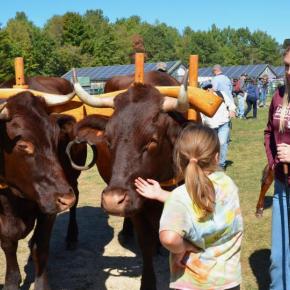 Shiloh, with the Morgan Family Farm, brings the oxen over to mingle with the curious at the Common Ground Country Fair 2025 in Unity. (Photo by Lynda Clancy)