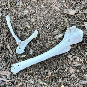 Two bones on the ground. (Photo courtesy Rockport Public Library)