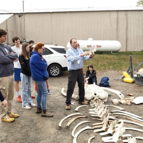 Class looks at whale bones spread out on the ground
