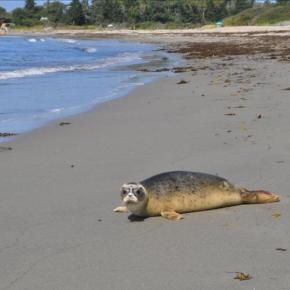 Seal on a beach
