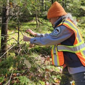 Colleen Teerling places a colony of Laricobius nigrinus beetles on the tip of a hemlock branch