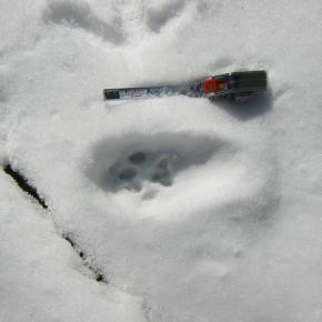 paw print in the snow with measuring tape