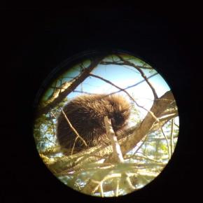 Porcupine through a lens