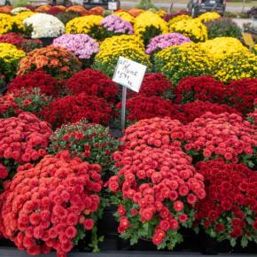 multiple flower pots of mums