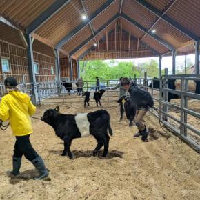 Youth lead cows around a barn