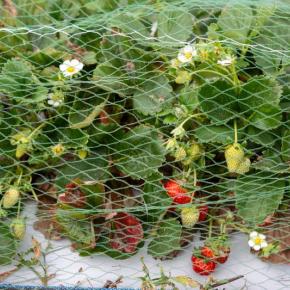 strawberry plants under chicken wire
