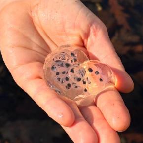 hand holds egg mass