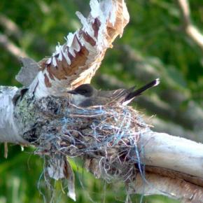 Eastern Kingbird