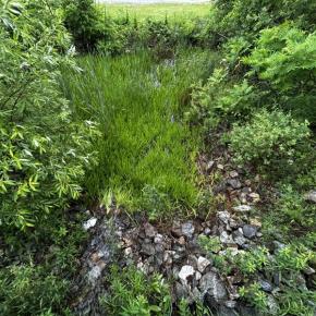 Maine's lush spring environment is also prime habitat for ticks. Walk with care and do a thorough tick-check after exploring the wild and even not-so-wild landscape. 