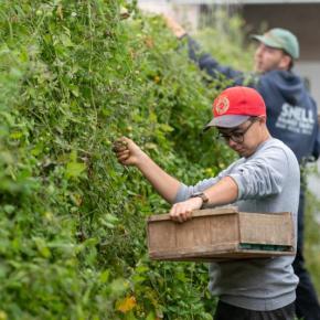 two people harvest produce from a hedge