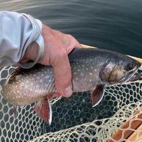 trout being put in net