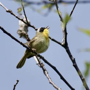 bird in tree