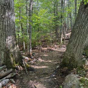 forest trail between trees