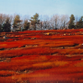The blueberry barrens glow crimson in the fall, attracting many admirers. (photo by Erica Thoms)