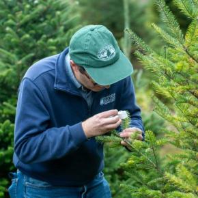 inspecting Christmas tree