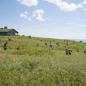 people picking blueberries in a field