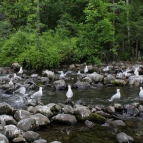 Gulls gather on rocks