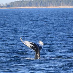 whale tail above ocean surface