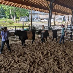 teens walking cows