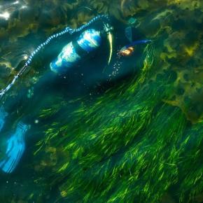 diver collects reproductive shoots from an eelgrass meadow