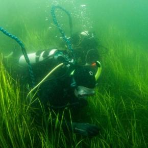 diver collecting eelgrass