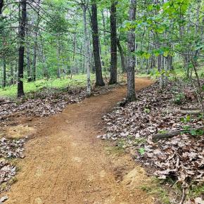 trail in the woods