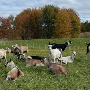 goats in a field