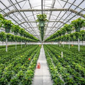 greenhouse interior