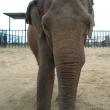 Hope elephants