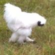 Bantom Roosters (Sanford)