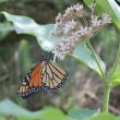 Monarch butterflies’ beauty and fascinating life cycle make them a familiar and much-loved garden staple. But their populations are in steady decline and few were seen in Maine this year. SUE MELLO/Boothbay Register