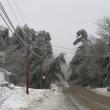 A tree branch sits on power lines near the intersection of Back Belmont Road and Route 52 in Belfast.