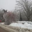 A tree bough sits on power lines at the intersection of Back Belmont Road and Route 52 in Belfast. 