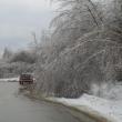 Drooping trees block one lane of traffic in the Hannaford and Job Lots parking lot. 