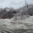 Trees lining the Hannaford/Job Lots parking lot slump under the weight of the ice. 