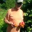 tomatoes