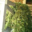 hop vines