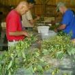 picking hops