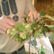 closeup of hops
