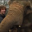 hope elephants (1499)