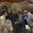 hope elephants (1499)