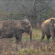 hope elephants (1499)