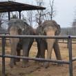 hope elephants (1499)