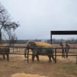 hope elephants (1499)