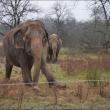 hope elephants (1499)