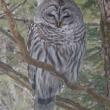 barred owl