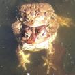 toads