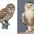 owls